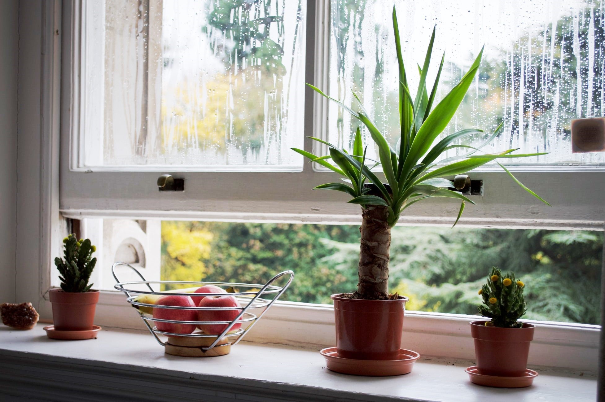 Create a cleaner & healthier home with a Dehumidifier!